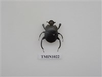 藏品(黑雪隱金龜)的圖片